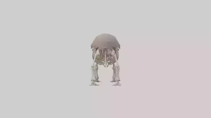 3D model Glyptodon Skeleton model VR / AR / low-poly