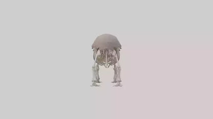 3D model Glyptodon Skeleton model VR / AR / low-poly