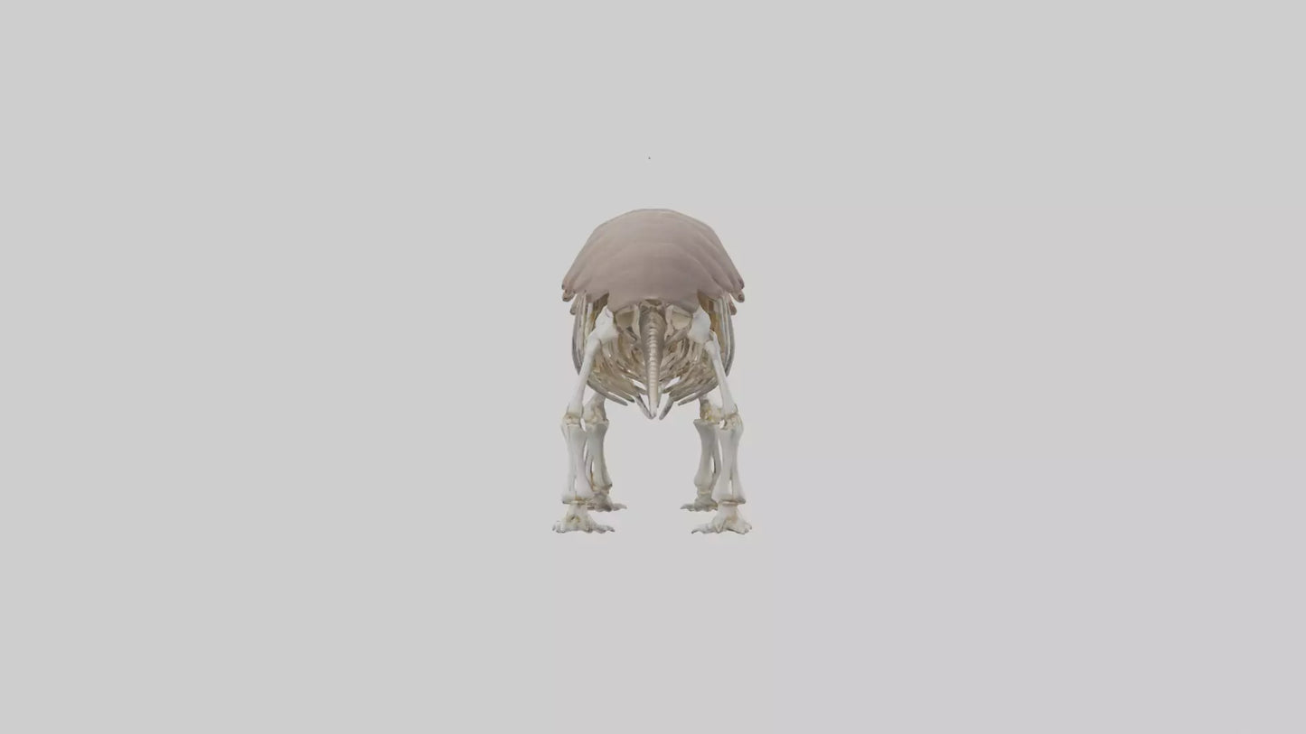 3D model Glyptodon Skeleton model VR / AR / low-poly
