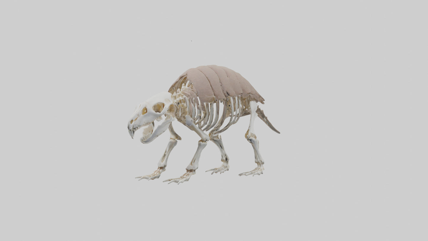 3D model Glyptodon Skeleton model VR / AR / low-poly