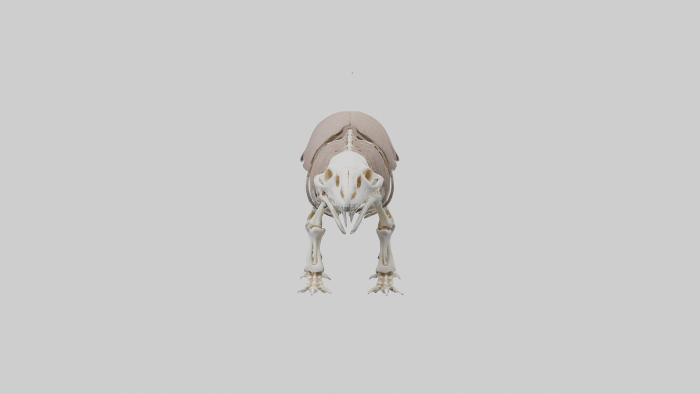 3D model Glyptodon Skeleton model VR / AR / low-poly