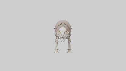 3D model Glyptodon Skeleton model VR / AR / low-poly