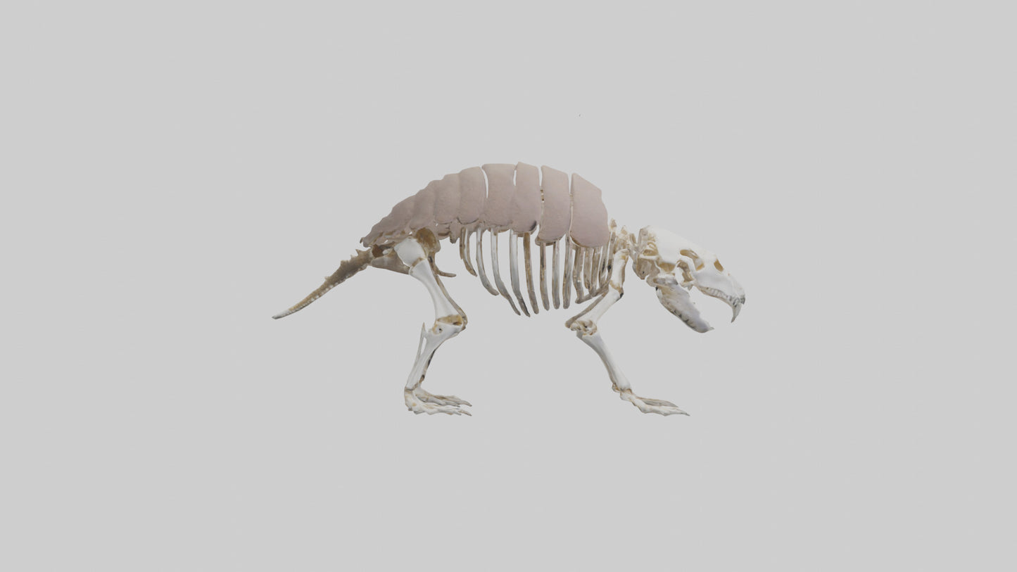 3D model Glyptodon Skeleton model VR / AR / low-poly