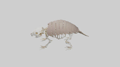 3D model Glyptodon Skeleton model VR / AR / low-poly
