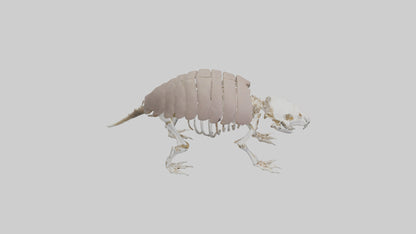 3D model Glyptodon Skeleton model VR / AR / low-poly