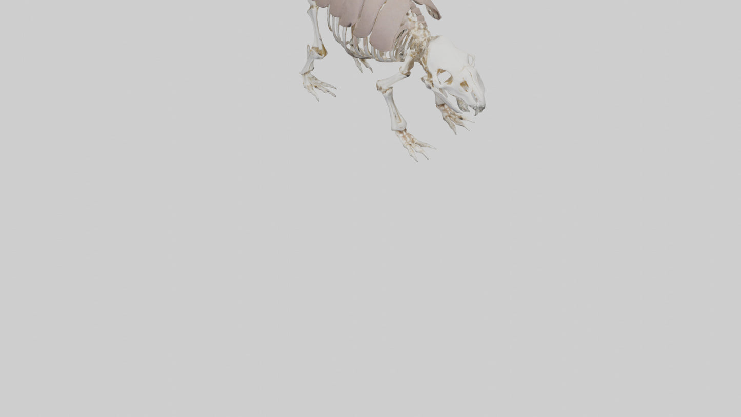 3D model Glyptodon Skeleton model VR / AR / low-poly