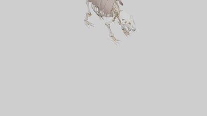 3D model Glyptodon Skeleton model VR / AR / low-poly