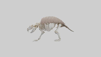 3D model Glyptodon Skeleton model VR / AR / low-poly