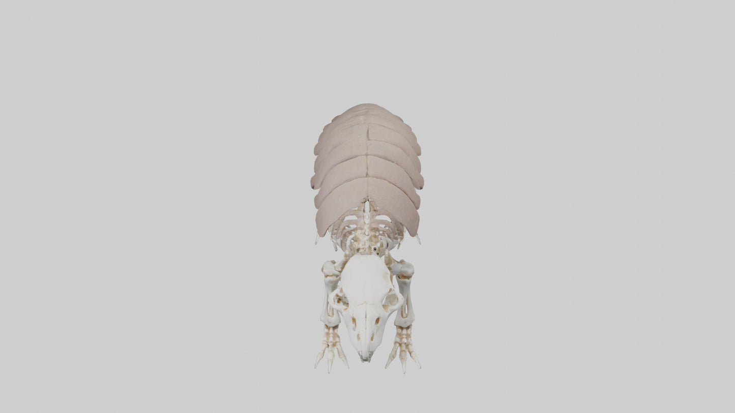 3D model Glyptodon Skeleton model VR / AR / low-poly
