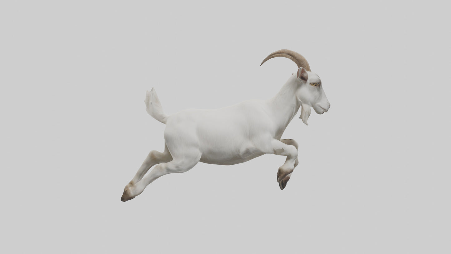 3D model Goat hopping model VR / AR / low-poly