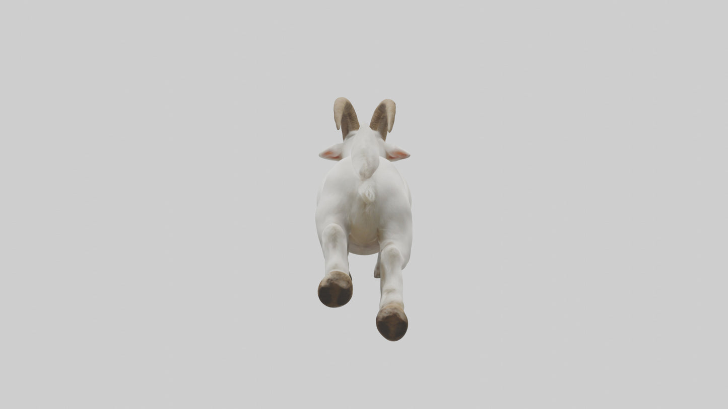 Goat Hopping Model VR / AR / low-poly