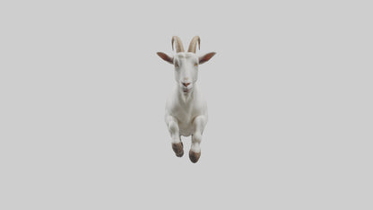 3D model Goat hopping model VR / AR / low-poly
