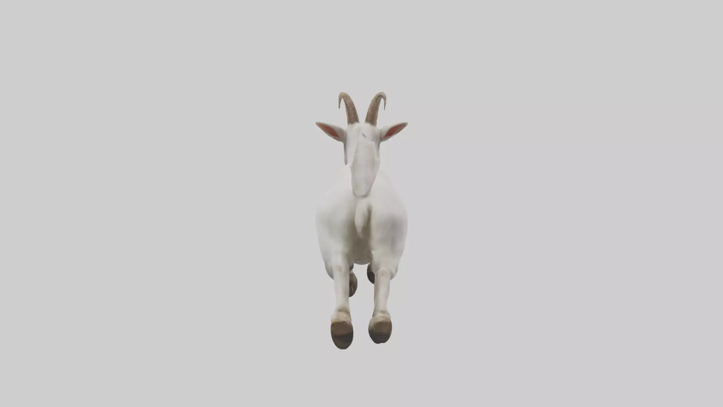 3D model Goat hopping model VR / AR / low-poly