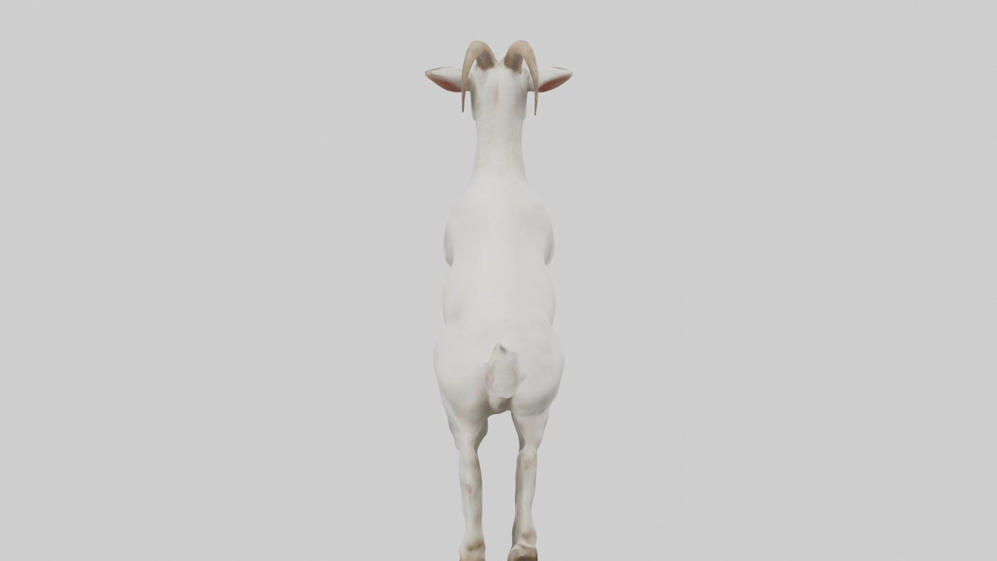 3D model Goat hopping model VR / AR / low-poly