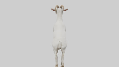 3D model Goat hopping model VR / AR / low-poly