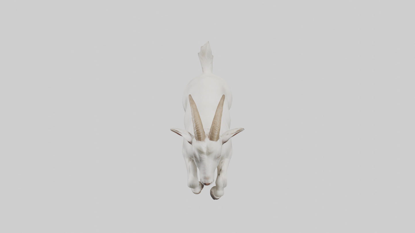 3D model Goat hopping model VR / AR / low-poly