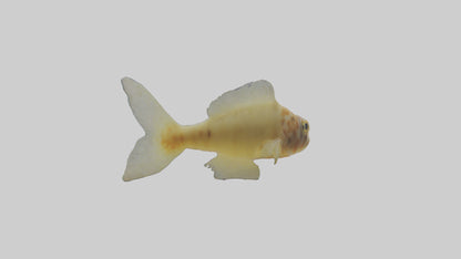 Goby Fish hiding model VR / AR / low-poly