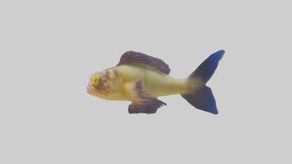 Goby Fish hiding model VR / AR / low-poly