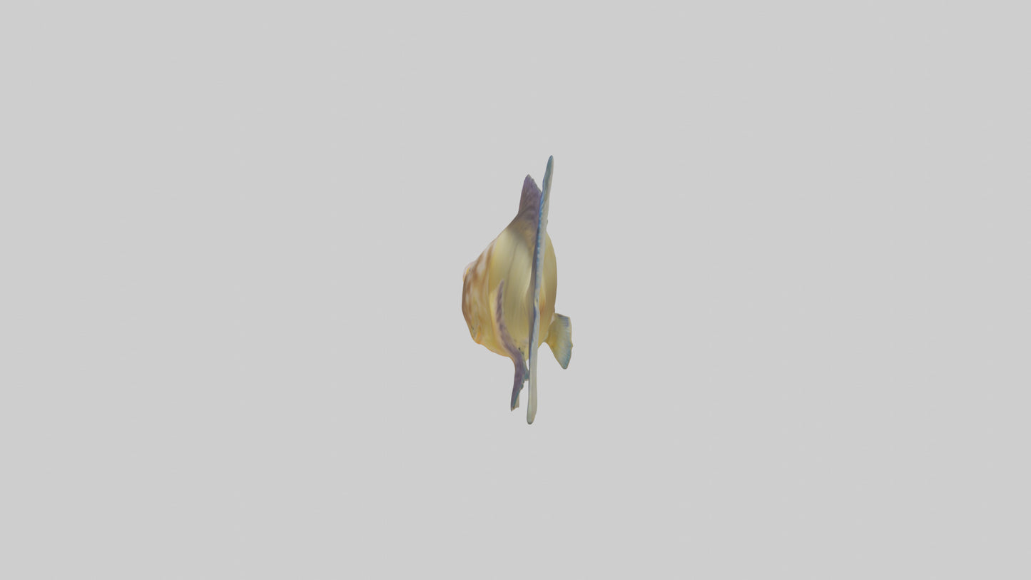 Goby Fish hiding model VR / AR / low-poly