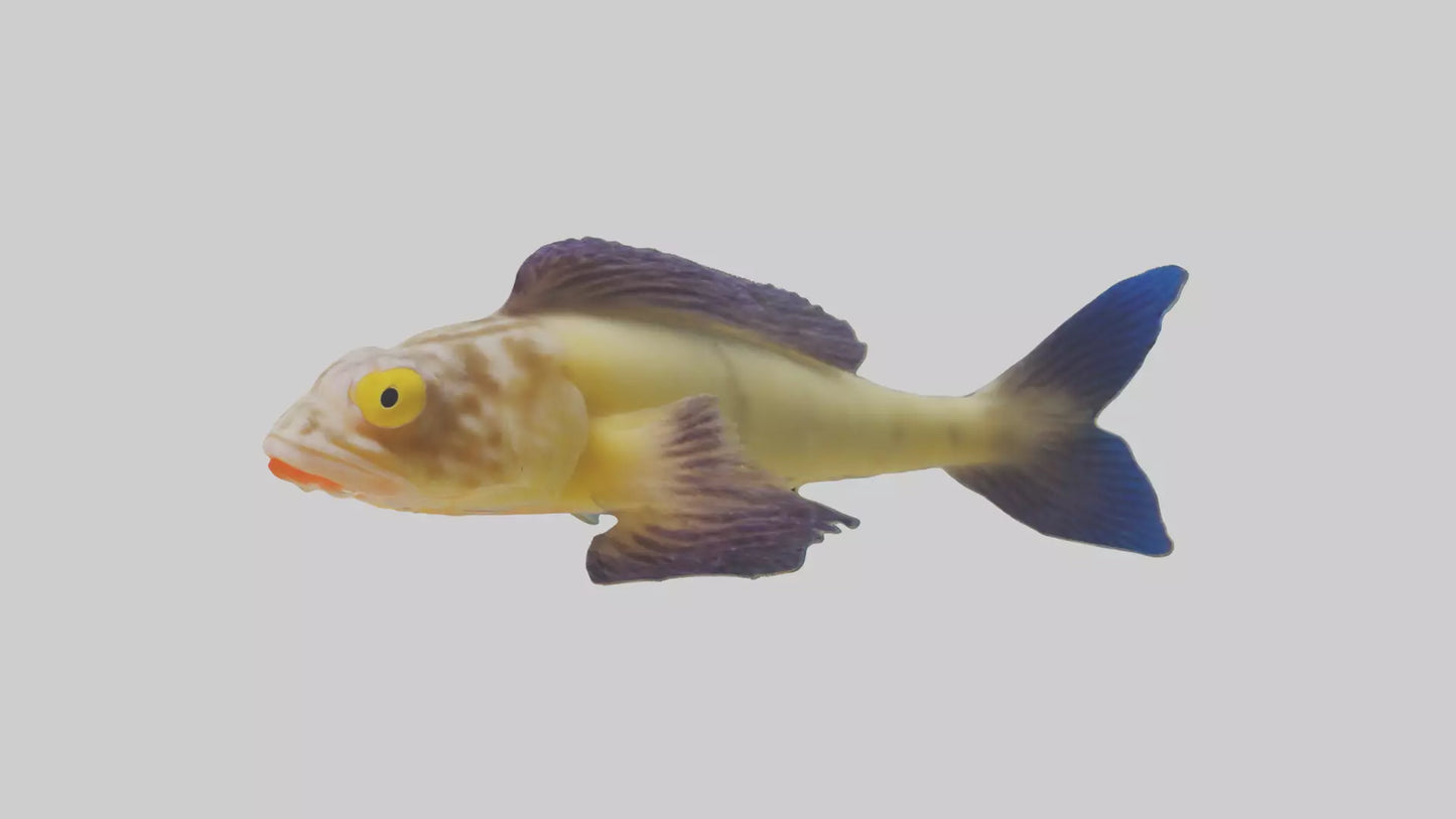 Goby Fish hiding model VR / AR / low-poly