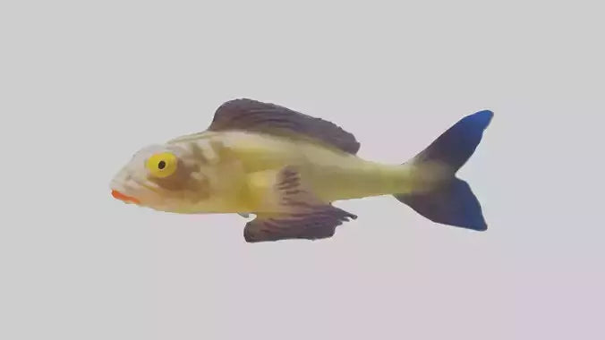 Goby Fish hiding model VR / AR / low-poly