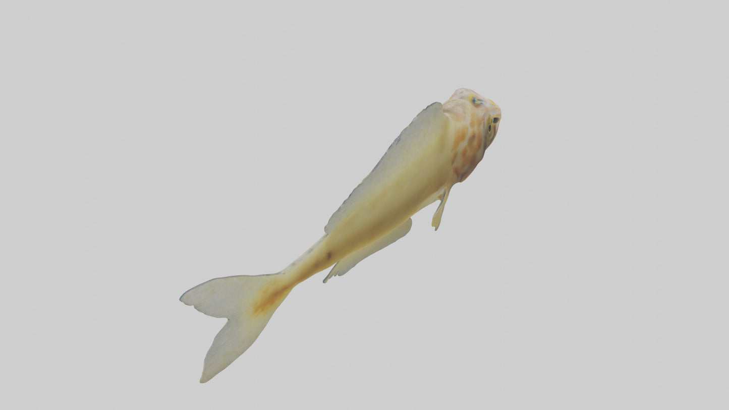 Goby Fish hiding model VR / AR / low-poly