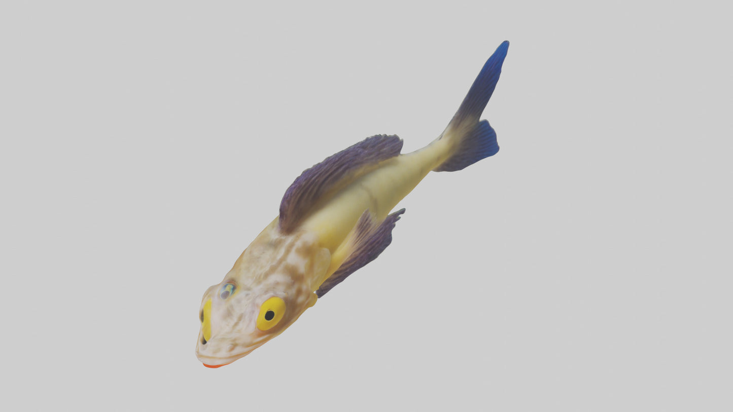 Goby Fish hiding model VR / AR / low-poly