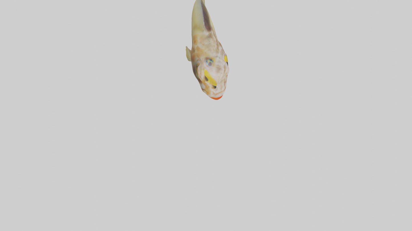 Goby Fish hiding model VR / AR / low-poly