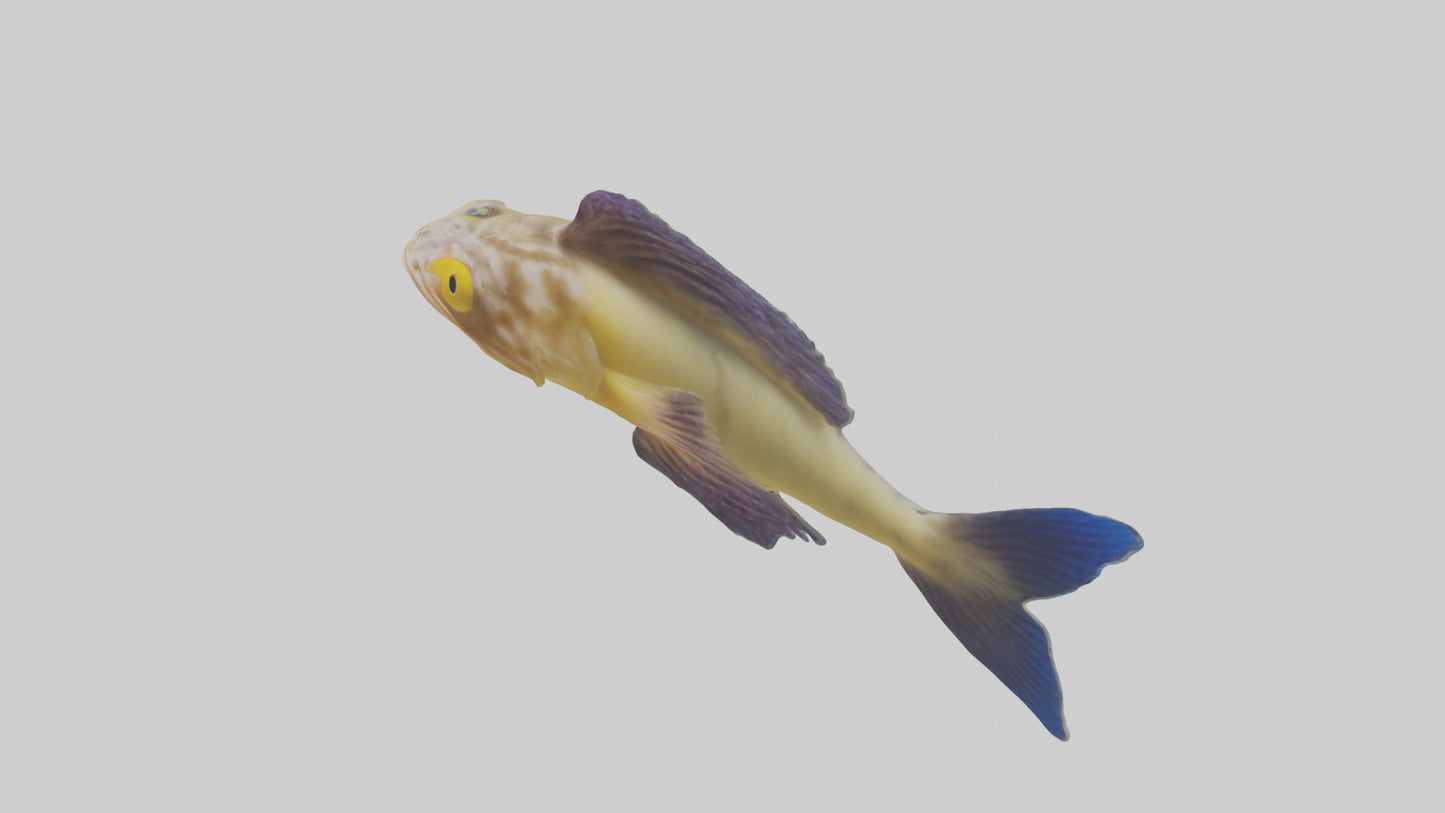 Goby Fish hiding model VR / AR / low-poly