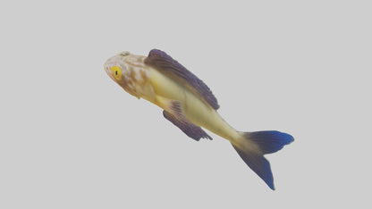 Goby Fish hiding model VR / AR / low-poly