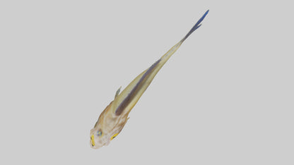 Goby Fish hiding model VR / AR / low-poly
