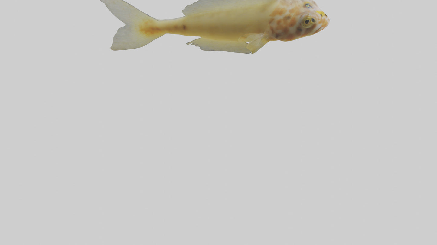 Goby Fish hiding model VR / AR / low-poly
