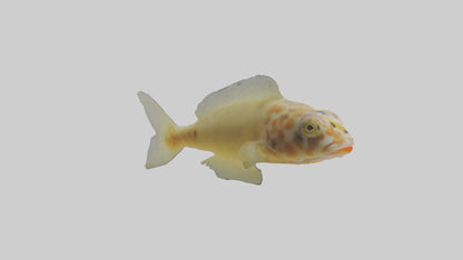 Goby Fish hiding model VR / AR / low-poly