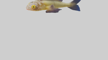Goby Fish hiding model VR / AR / low-poly