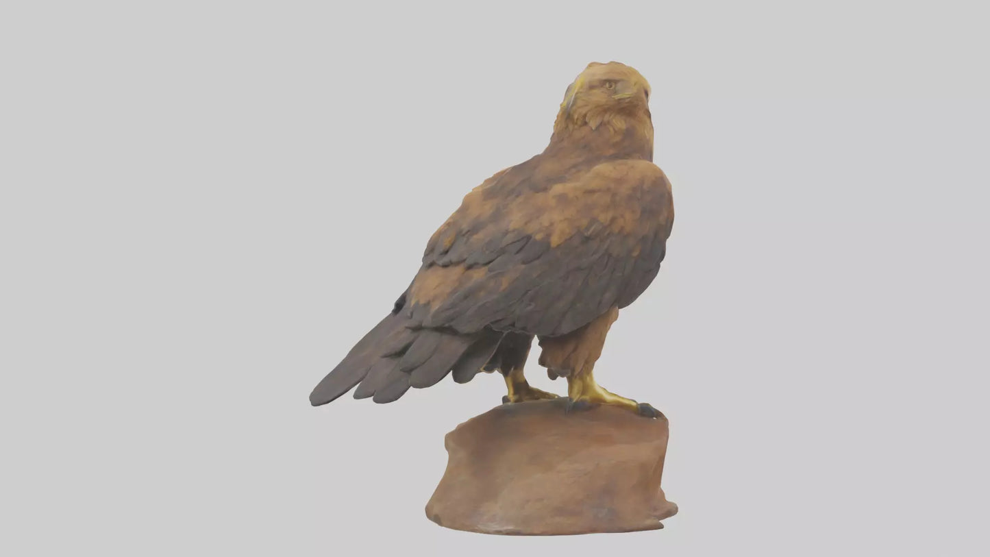 3D model Golden Eagle perched model VR / AR / low-poly