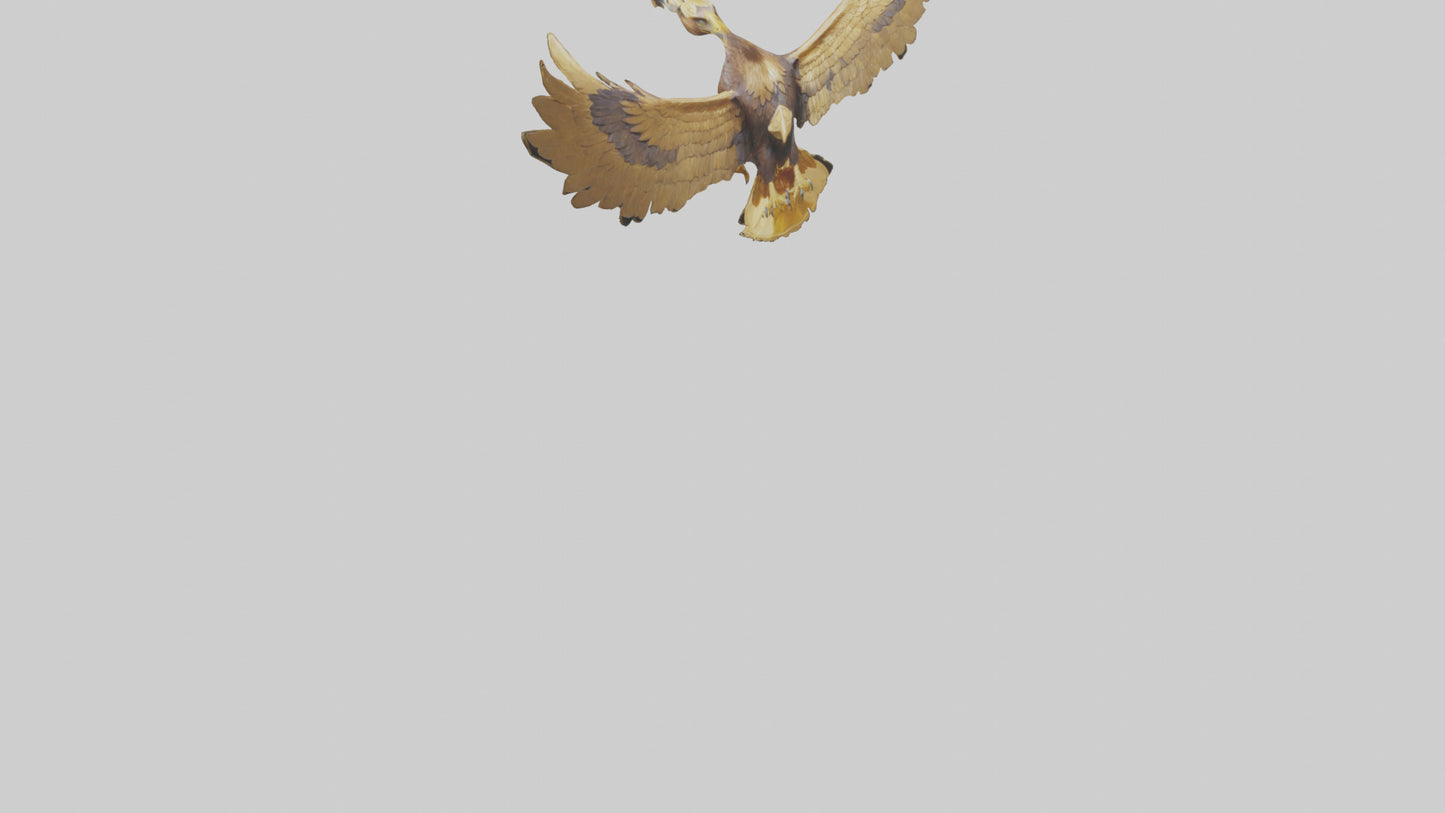 3D model Golden Eagle Wings Model VR / AR / low-poly