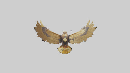 3D model Golden Eagle Wings Model VR / AR / low-poly