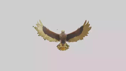 3D model Golden Eagle Wings Model VR / AR / low-poly