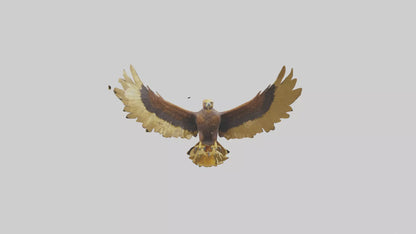 3D model Golden Eagle Wings Model VR / AR / low-poly