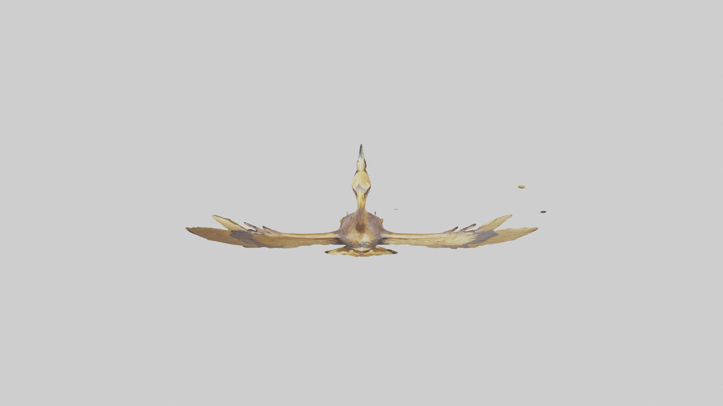 3D model Golden Eagle Wings Model VR / AR / low-poly