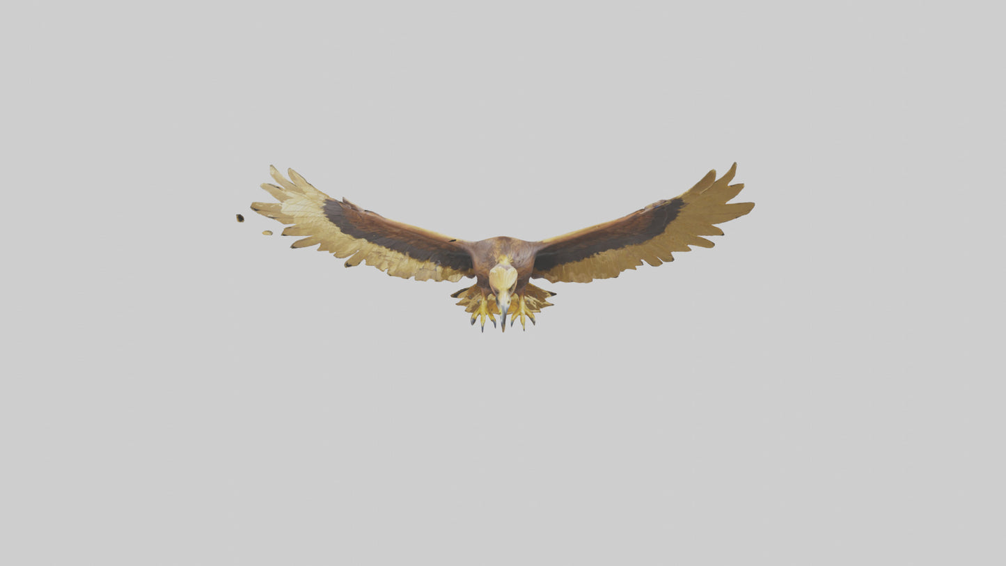 3D model Golden Eagle Wings Model VR / AR / low-poly