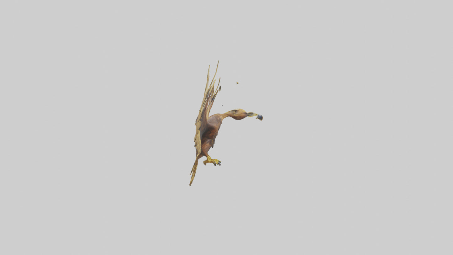 3D model Golden Eagle Wings Model VR / AR / low-poly