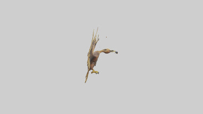 3D model Golden Eagle Wings Model VR / AR / low-poly