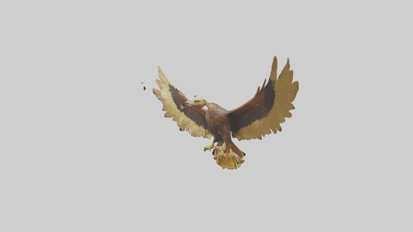3D model Golden Eagle Wings Model VR / AR / low-poly