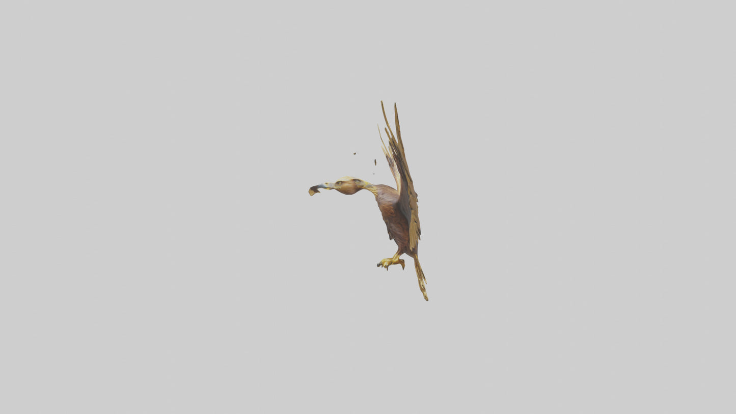 3D model Golden Eagle Wings Model VR / AR / low-poly