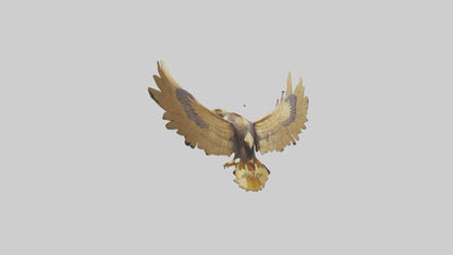 3D model Golden Eagle Wings Model VR / AR / low-poly
