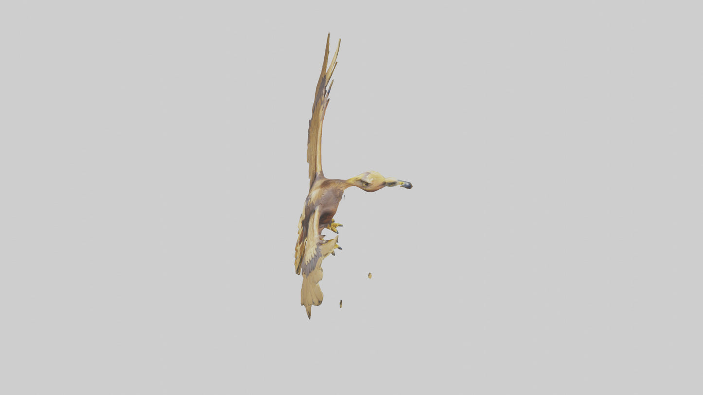 3D model Golden Eagle Wings Model VR / AR / low-poly