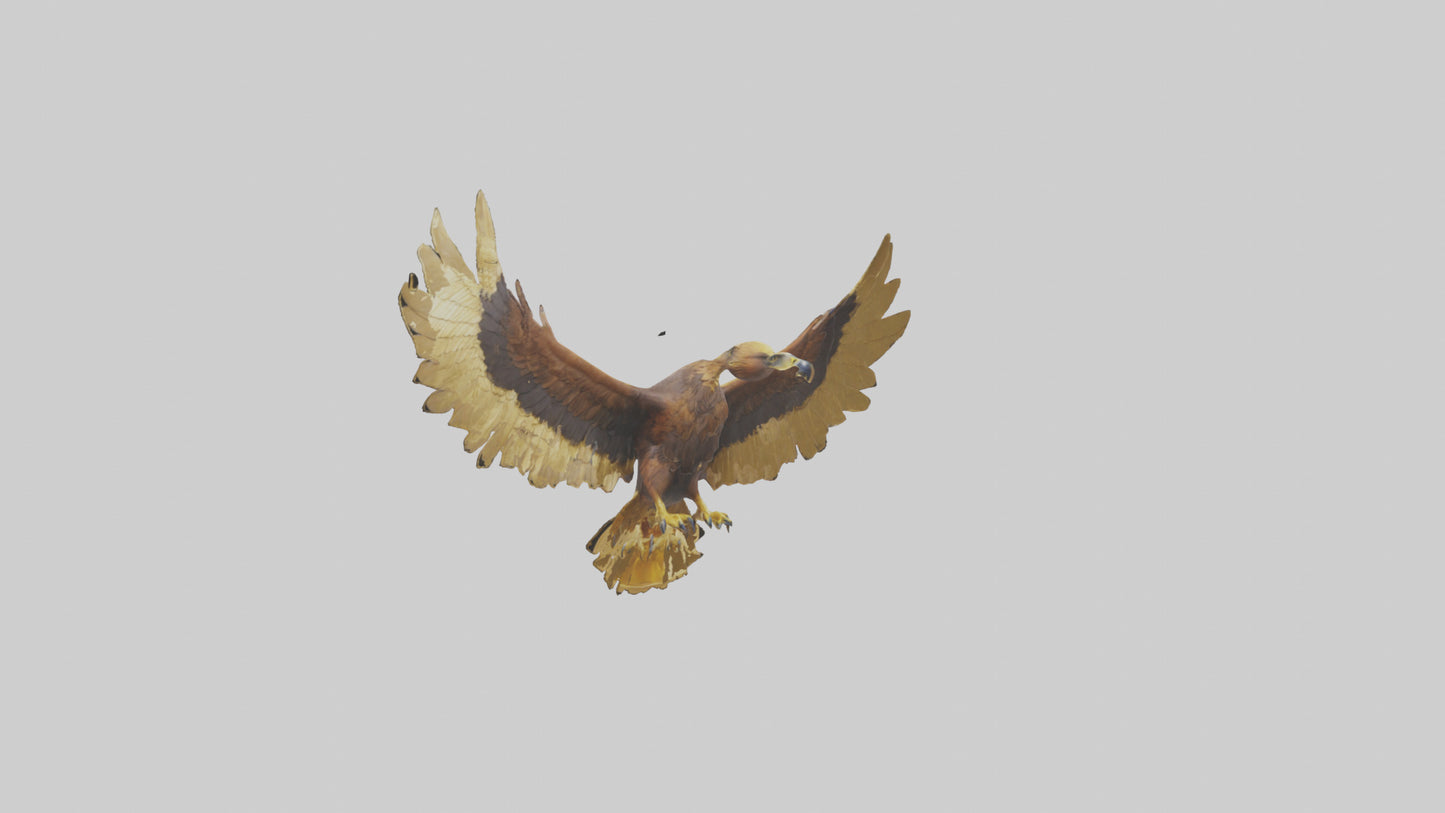 3D model Golden Eagle Wings Model VR / AR / low-poly