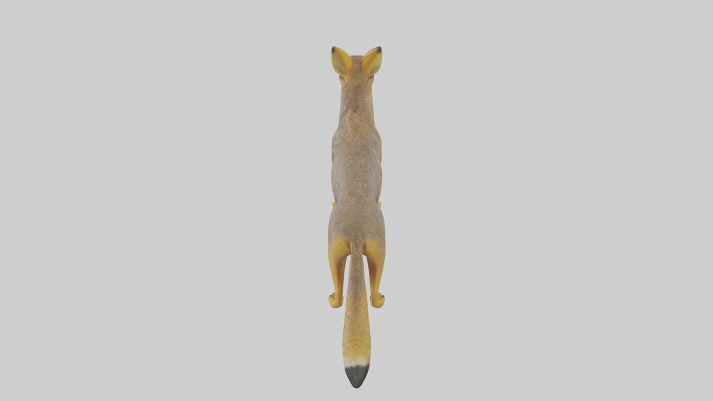 3D model Golden Jackal standing model VR / AR / low-poly