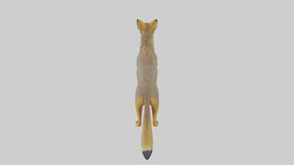 3D model Golden Jackal standing model VR / AR / low-poly